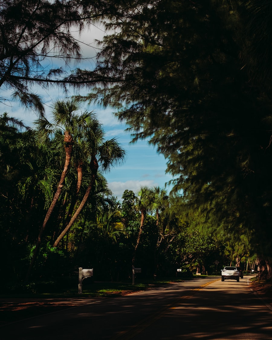 Tree-lined neighborhood street in west Orange County, Florida